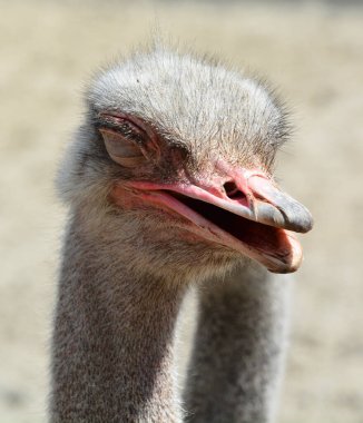 Devekuşu, Afrika 'ya özgü bir ya da iki büyük uçamayan kuş türüdür ve Struthio cinsinin yaşayan tek üyesidir..