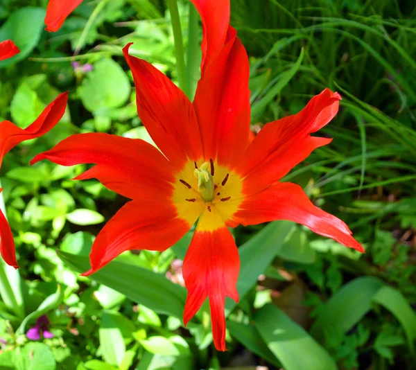 Flor Roja Jardín Verde — Foto de Stock