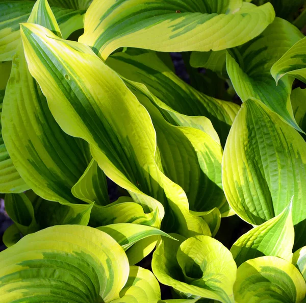 Yeşil çalı Hosta. Hosta gidiyor. Doğa arkaplan resmi. Güzel Hosta arka plan bırakır.