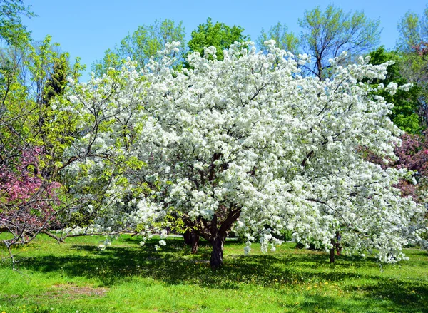 피어나는 사과나무는 달콤하고 열매인 장미과의 낙엽수이다 나무로서 전역에서 재배되고 — 스톡 사진