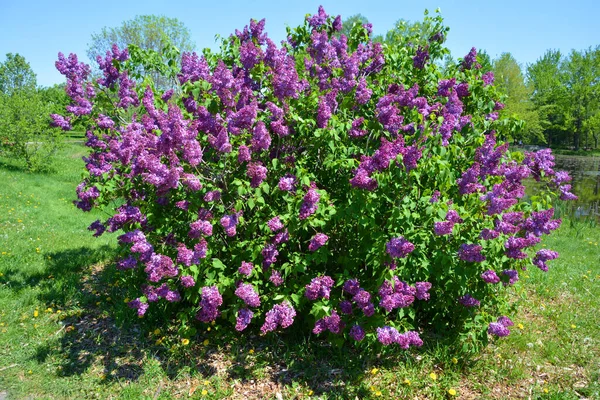 Syringa Vulgaris Lilac Common Lilac Species Flowering Plant Olive Family — Stock Photo, Image