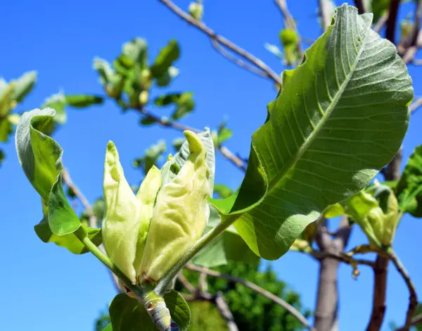 Magnoliaträd Blomma Ett Stort Släkte 210 Blommande Växtarter Underfamiljen Magnolioideae — Stockfoto