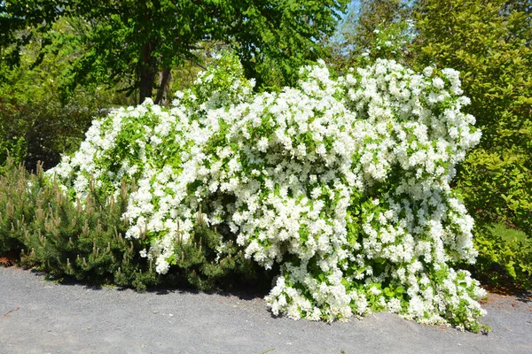 Koenigia Alpina Synoniem Aconogonon Alpinum Algemeen Bekend Als Alpenknoop Vergelijkbaar — Stockfoto