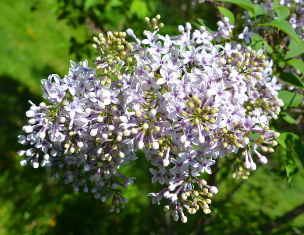 Syringa vulgaris (lilac or common lilac) is a species of flowering plant in the olive family Oleaceae, native to the Balkan Peninsula, where it grows on rocky hill