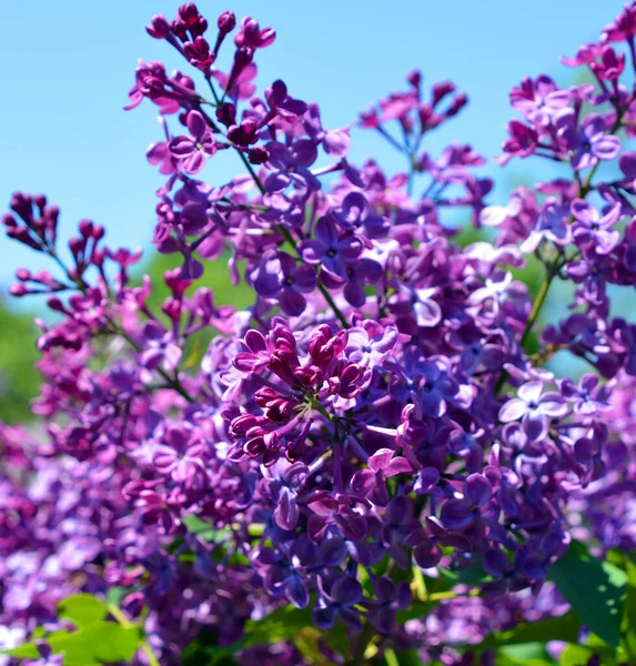 Syringa Vulgaris Lilac Common Lilac Вид Цветущего Растения Оливкового Семейства — стоковое фото