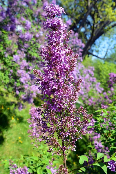 Syringa Vulgaris Lilac Common Lilac Вид Цветущего Растения Оливкового Семейства — стоковое фото