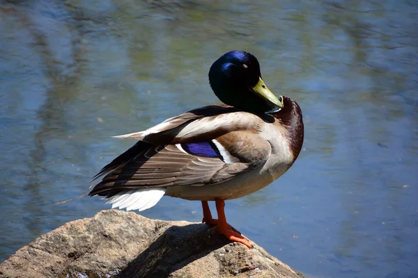 Male Mallard Anas Platyrhynchos 아메리카 유라시아 북아프리카 전역에서 번식하는 시도하는 — 스톡 사진