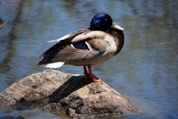 Canard Colvert Mâle Anas Platyrhynchos Est Canard Barboteur Qui Reproduit — Photo