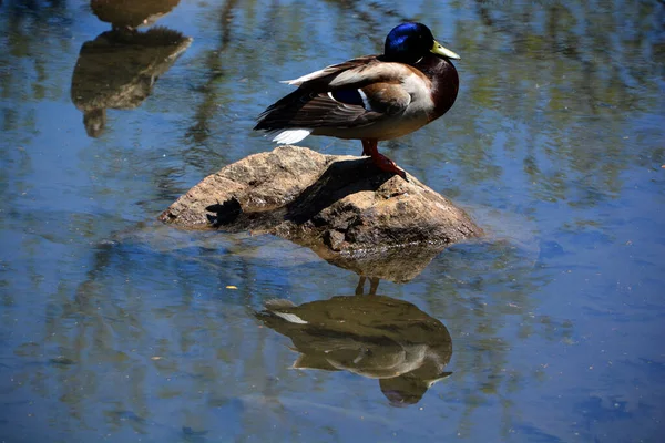 Férfi Mallard Vagy Vadkacsa Anas Platyrhynchos Egy Ügyes Kacsa Amely — Stock Fotó