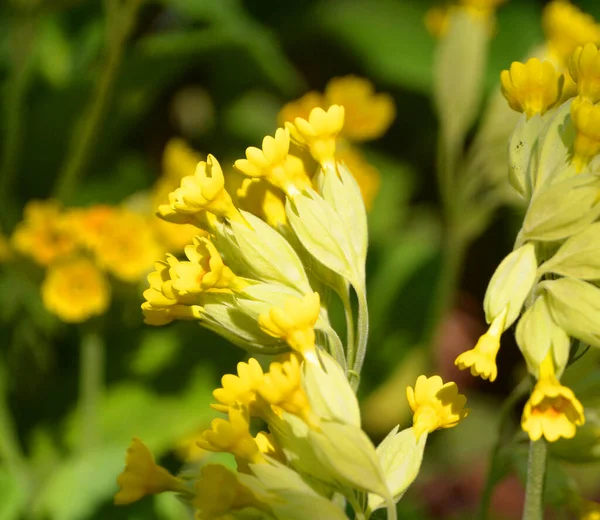 Caltha Palustris Bataklık Kadife Çiçeği Krallık Çiçeği Olarak Bilinir Düğün — Stok fotoğraf