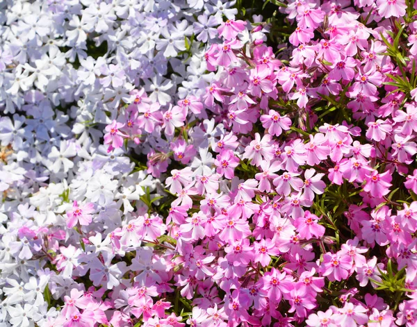 Phlox Amplifolia Britton Accepted Name Name Accepted Name Species Genus — Stock Photo, Image