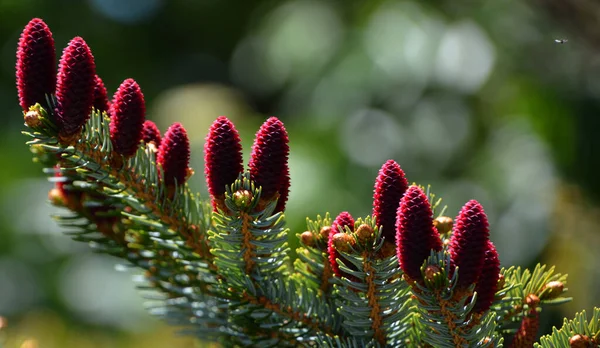 Червоні Шишки Alcock Spruce Picea Alcoquiana Вид Хвойних Родині Pinaceae — стокове фото