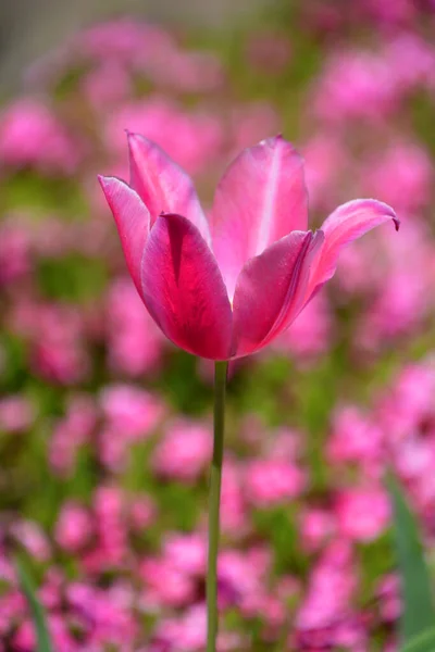 Tulipes Est Une Plante Vivace Bulbeuse Avec Des Fleurs Voyantes — Photo