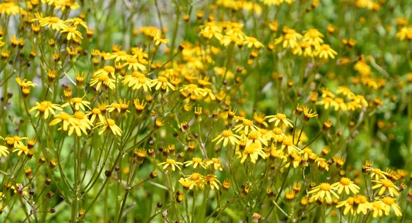 Leaved Groundsel Leaved Ragwort Branching 군체에서 발견되는 줄무늬 Perennial — 스톡 사진