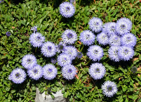 Blue Dwarf Bellflower Uma Planta Perene Que Cresce Apenas Cerca — Fotografia de Stock