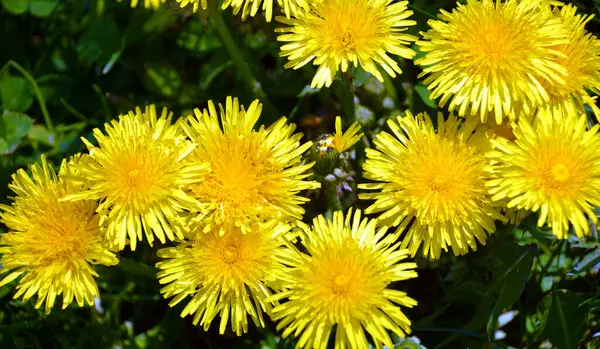 Photo Dandelion Plant Dandelion Plant Fluffy Yellow Bud Yellow Dandelion — Stock Photo, Image