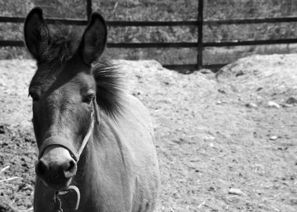 Una Mula Descendencia Burro Macho Gato Caballo Hembra Yegua Caballos —  Fotos de Stock