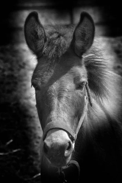 Uma Mula Prole Burro Macho Valete Cavalo Fêmea Égua Cavalos — Fotografia de Stock