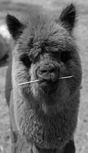 Alpaca Одомашнений Вид Південноамериканських Камелідів Зовнішнім Виглядом Нагадує Маленьку Ламу — стокове фото