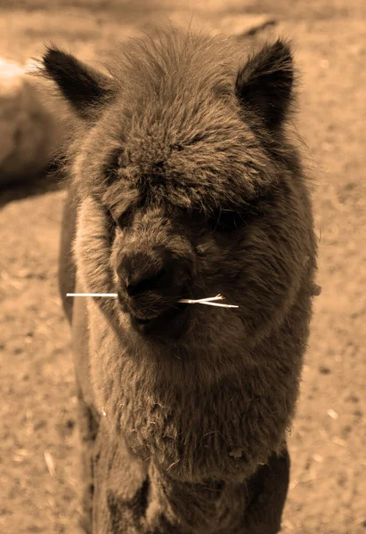 Alpaca Güney Amerika Kamelyasının Evcil Bir Türüdür Görünüşü Küçük Bir — Stok fotoğraf