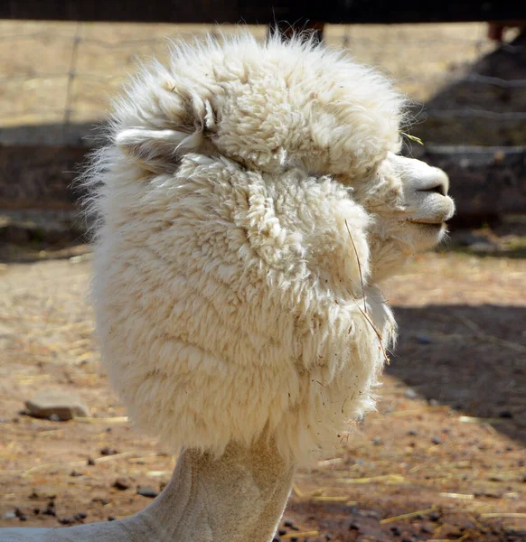 Alpaca Adalah Spesies Camelid Amerika Selatan Yang Didomestikasi Ini Menyerupai — Stok Foto