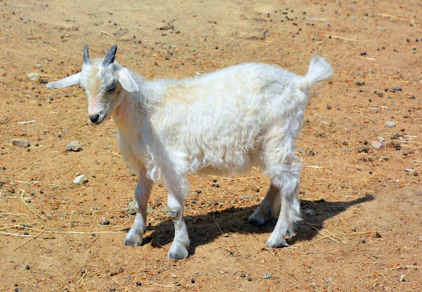 Chèvre Angora Est Une Race Chèvres Domestiquées Historiquement Connue Sous — Photo