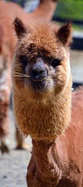 Alpaca Uma Espécie Camelóide América Sul Assemelha Pequeno Lhama Aparência — Fotografia de Stock