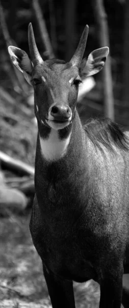 Nilgai Boselaphus Tragocamelus Modrá Kráva Největší Asijská Antilopa Všudypřítomná Napříč — Stock fotografie