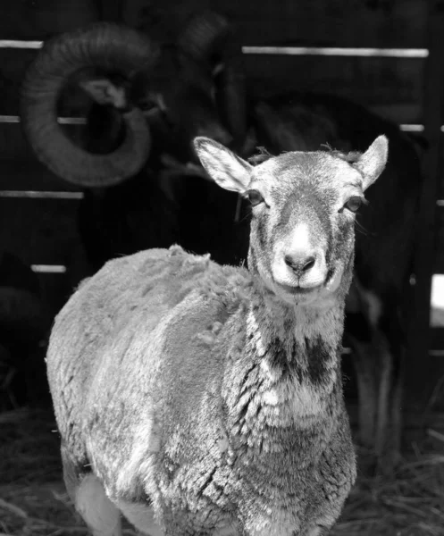 무플론 European Mouflon Ovis Gmelini Musimon 아르메니아 무플론의 후손이다 원래는 — 스톡 사진