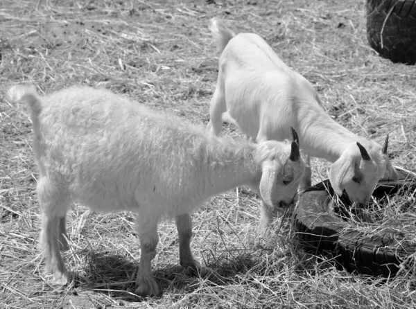Angora Goat Breed Domesticated Goat Historically Known Angora Angora Goats — Stock Photo, Image