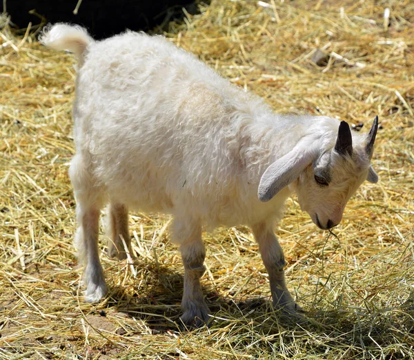 Den Angora Get Ras Domesticerad Get Historiskt Känd Som Angora — Stockfoto