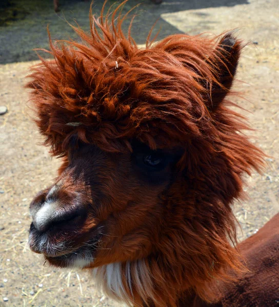 Alpaca Domesticated Species South American Camelid Resembles Small Llama Appearance — Stock Photo, Image