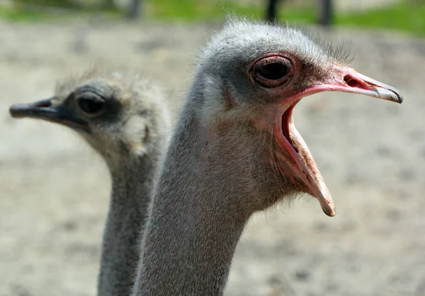 オストリッチ Ostrich アフリカ原産の大型鳥類の1種または2種で ストルーティオ属の唯一の生存者である — ストック写真