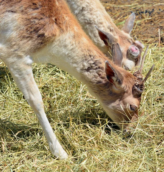 Паровая Олень Dama Dama Жвачное Млекопитающее Принадлежащее Семейству Cervidae Распространенный — стоковое фото