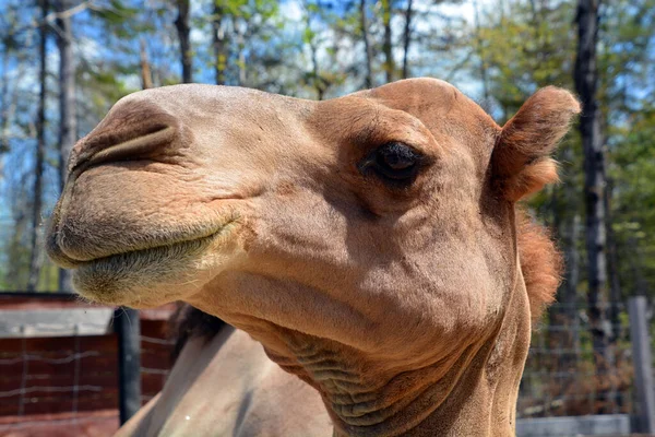 Deve Sırtında Kambur Olarak Bilinen Belirgin Yağ Birikintileri Taşıyan Camelus — Stok fotoğraf