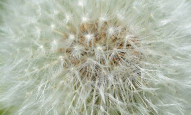 Karahindiba. Yeşil ve siyah arka plandaki sarı karahindiba otlağının ekstra yakın plan karahindiba başı. Aslan dişi.