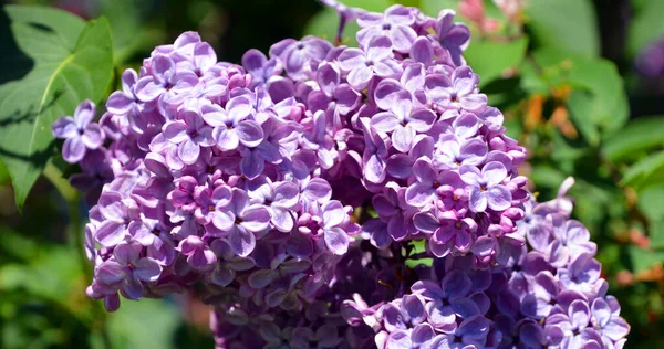 Şırınga vulgarisi (leylak veya leylak), Oleaceae familyasından, Balkan Yarımadası 'nda yetişen ve kayalık tepelerde yetişen bir bitki türü.