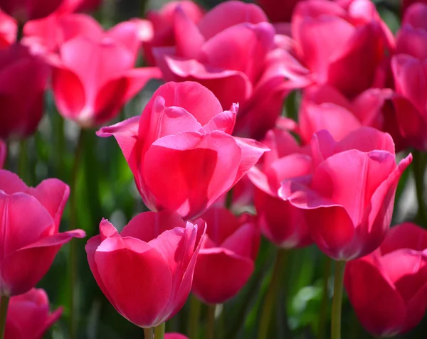 Tulpaner Flerårig Lökig Växt Med Prunkande Blommor Släktet Tulipa Varav — Stockfoto