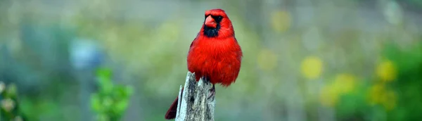 Les Cardinaux Famille Des Cardinalidae Sont Des Passereaux Présents Amérique — Photo