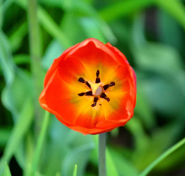 Tulip Perennial Bulbous Plant Showy Flowers Genus Tulipa Which 109 — Stock Photo, Image