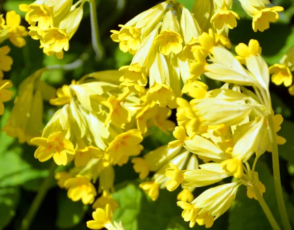 Caltha Palustris Conocida Como Marsh Marigold Kingcup Una Planta Herbácea —  Fotos de Stock