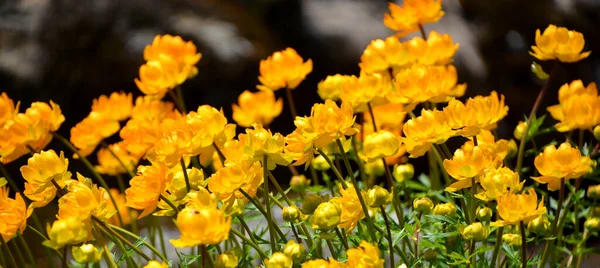 Wiosenna Zielona Łąka Pomarańczowymi Kwiatami Globeflowers Trollius Asiaticus — Zdjęcie stockowe