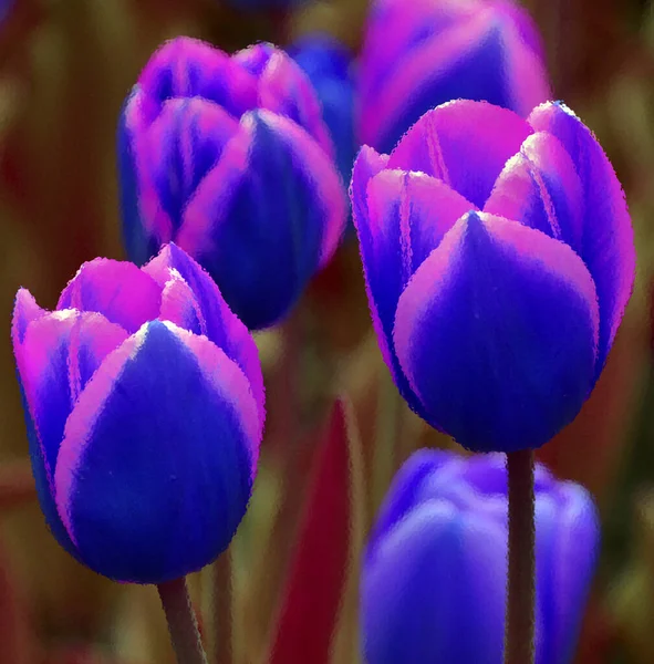 Tulpen Sind Eine Mehrjährige Zwiebelpflanze Mit Auffälligen Blüten Der Gattung — Stockfoto