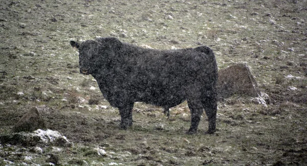 Winter Ist Welsh Black Eine Mehrzweck Rinderrasse Die Wales Beheimatet — Stockfoto