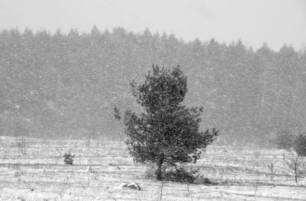 Inverno Atrasado Paisagem Adiantada Mola Bromont Município Oriental Quebec Canadá — Fotografia de Stock