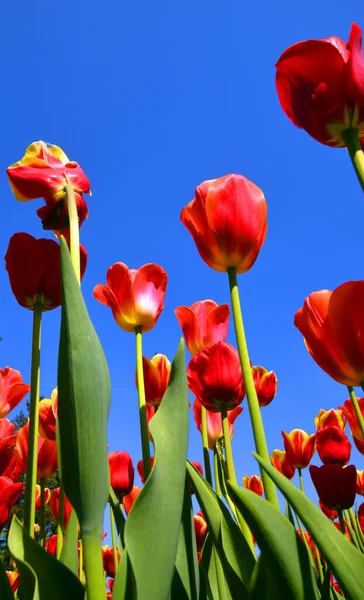 Tulips Perennial Bulbous Plant Showy Flowers Genus Tulipa Which 109 — Stock Photo, Image