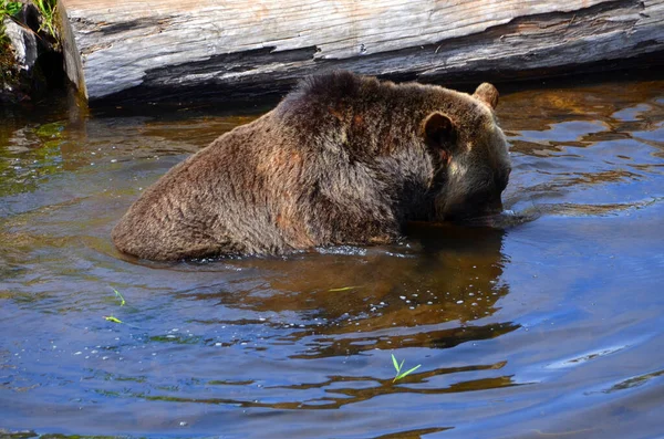 Urso Pardo Também Conhecido Como Urso Pardo Urso Pardo Uma — Fotografia de Stock
