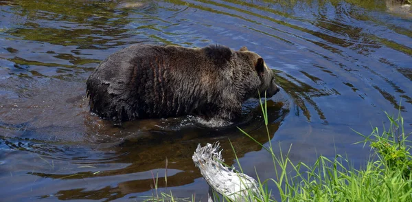 グリズリークマ グリズリークマ Grizzly Bear 北米西部の高地に生息するヒグマの亜種である — ストック写真