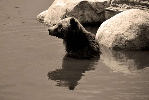 Grizzly Bear Also Known Silvertip Bear Grizzly North American Brown — Stock Photo, Image