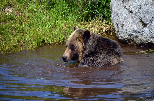 Грізлі Вий Ведмідь Англ Grizzly Bear Підвид Бурого Ведмедя Який — стокове фото